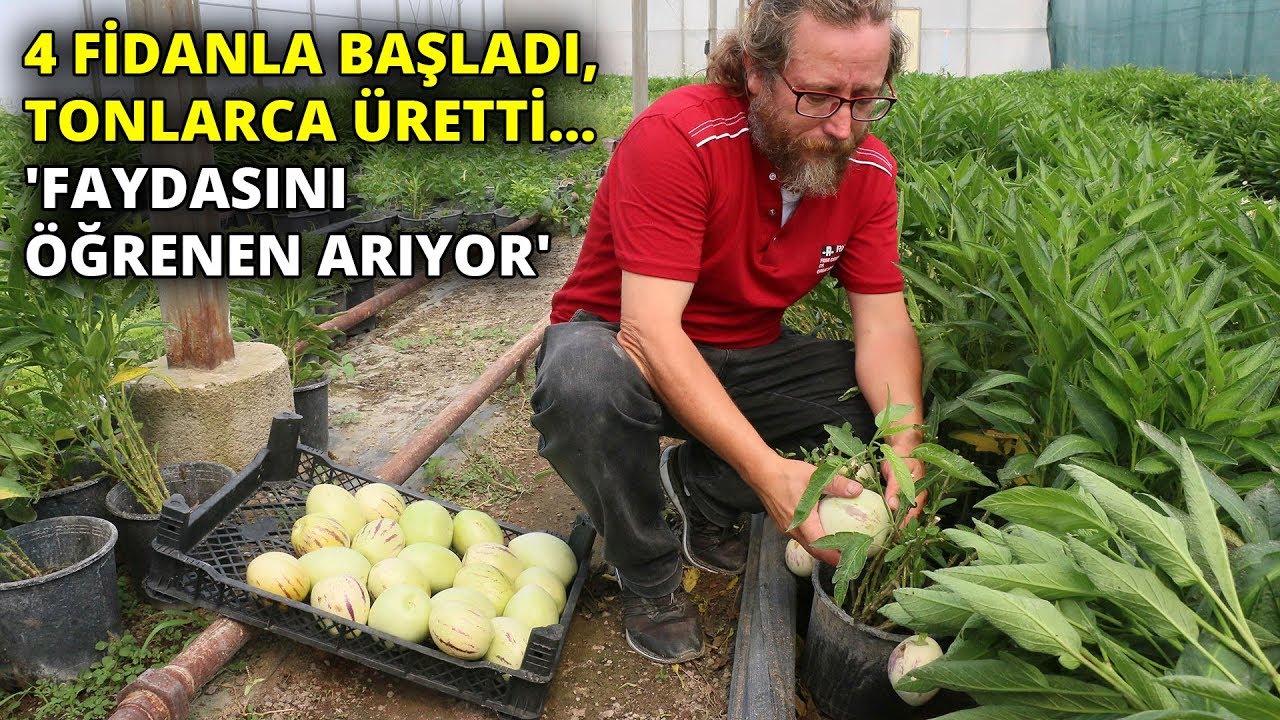 4 fidanla başladı, şimdi tonlarca pepino meyvesi üretiyor
