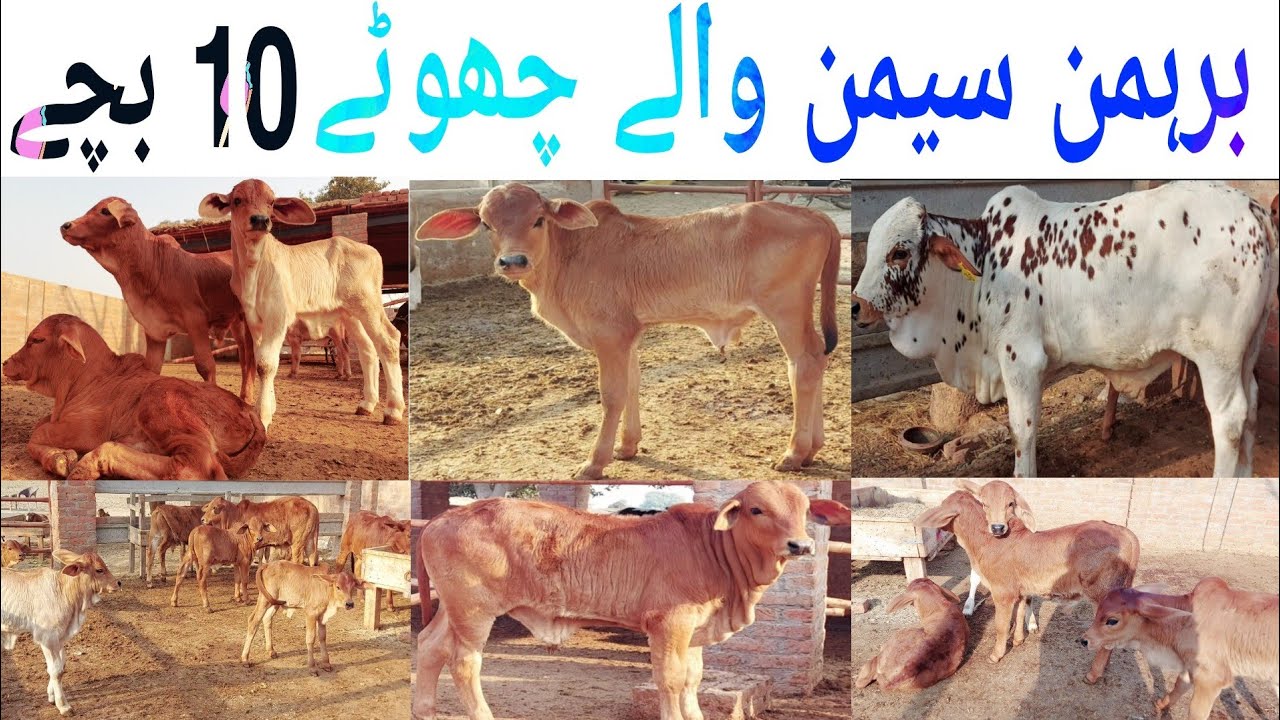 Brahman Calves Farming in Pakistan | Brahman Cow ke breeding kesy hoti hai | Semn waly 10 Bachy