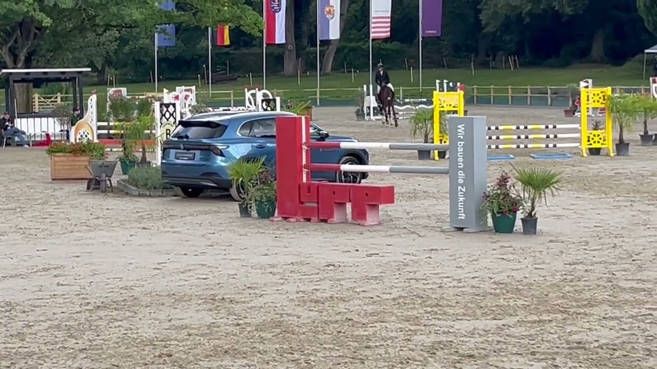 6j. Holst. H. v. Cazan Z x Cascanetti x Jus de Pomme Stm 1.73m, Springpferdeprüfungen gewonnen 