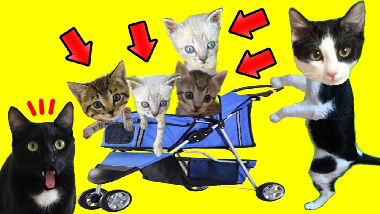 Carro para gato en 24 horas de vacaciones con gatitos Luna y Estrella / Videos de gatos y perros