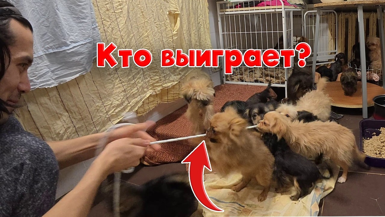 Как мы играем с щенками: перетягивание каната до победного