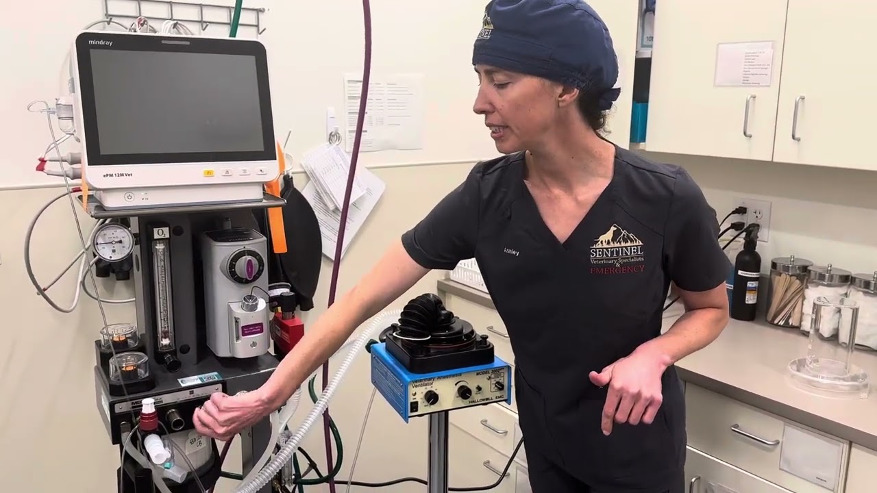 Introduction and set up of Hallowell ventilator