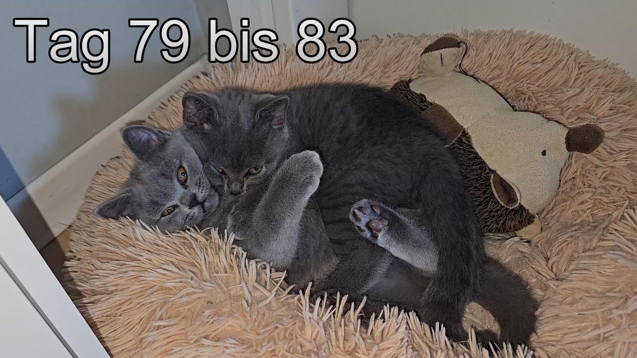 Britisch Kurzhaar Baby Katzen Tag 79 bis 83
