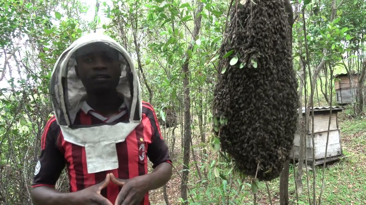 Apiculture à Madagascar : Fierson de Fort-Dauphin