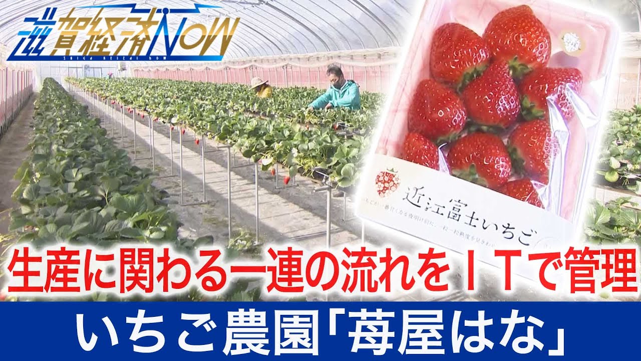 生産に関わる一連の流れをＩＴで管理！家族で経営する人気いちご農園｢苺屋はな｣【滋賀経済NOW】2021年3月27日放送