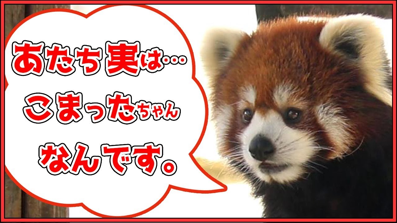 レッサーパンダ 咲弥ちゃん 実はこまったちゃんなんです。天王寺動物園 Red panda “Sakuya” Actually I'm troubled Osaka Tennoji Zoo