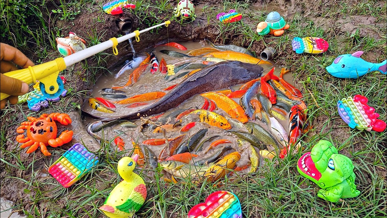 Mancing ikan lele besar di kolam ada banyak ikan hias, ikan cupang, ikan koi, ikan mas, kura kura
