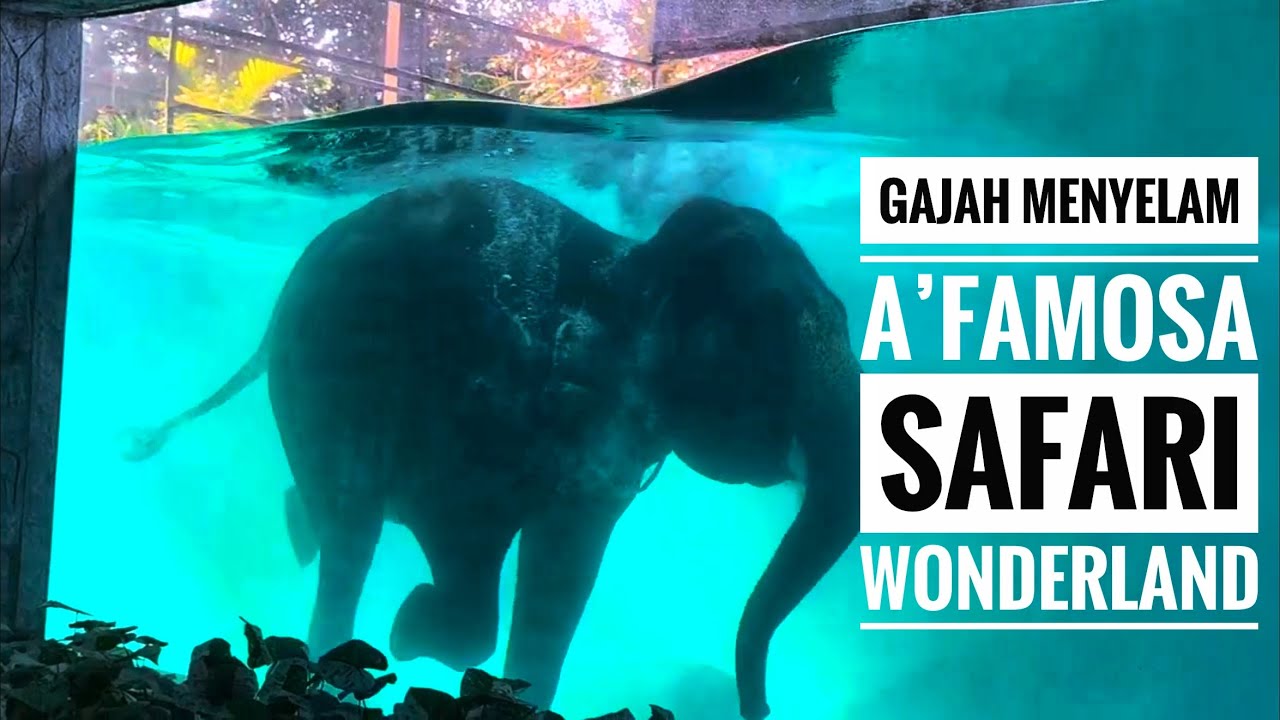 Gajah menyelam A’Famosa Safari Wonderland Melaka  #harimau #binatang #melaka #singa #animals #viral