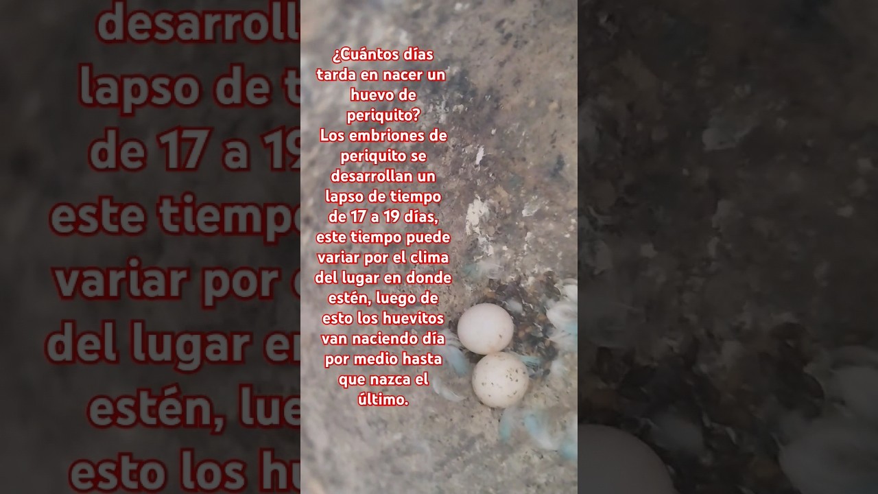 &iquest;CU&Aacute;NTOS D&Iacute;AS TARDA EN NACER UN HUEVO DE PERIQUITO?🐣#budgies #birds #lovebirds #parrot #parati #yt
