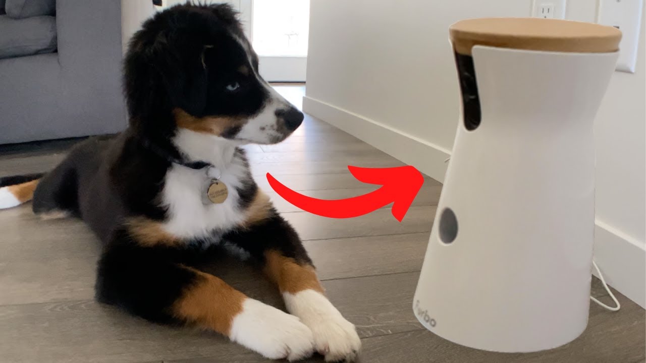 Our Puppy's FUNNY REACTION To His New FURBO!