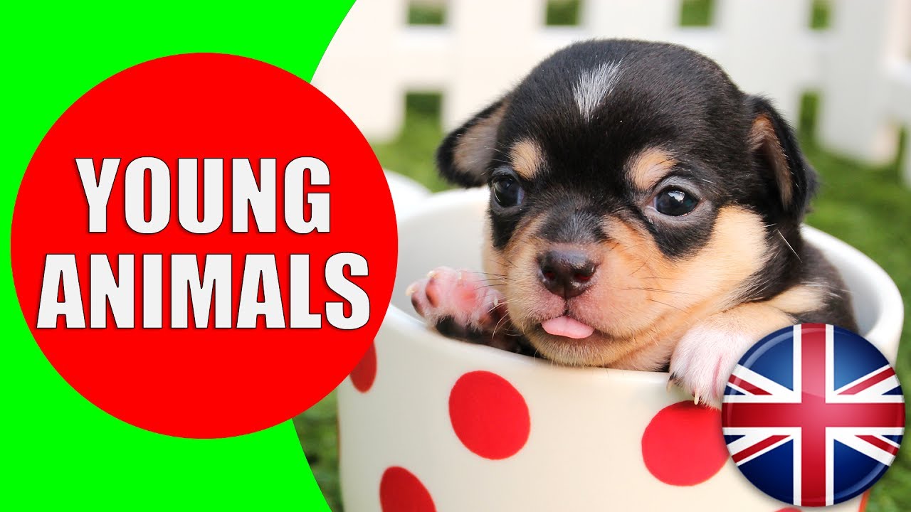 Animals and Their Young Ones - Kids Vocabulary Young Animals - Easy English for Children