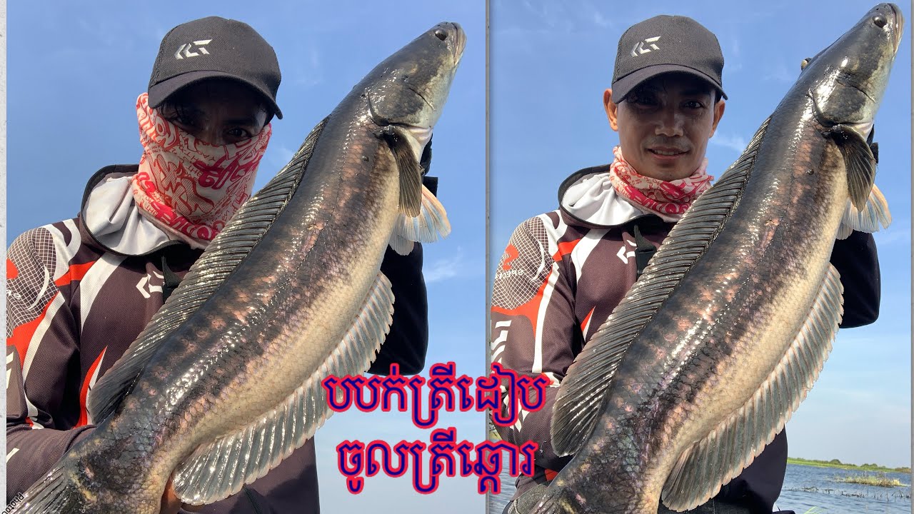 Big Strike from a 3 Kilogram Giant Snakehead Fish