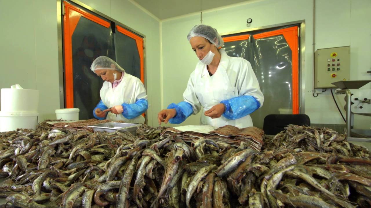 Histoire de l'anchois - Collioure Côte Vermeille