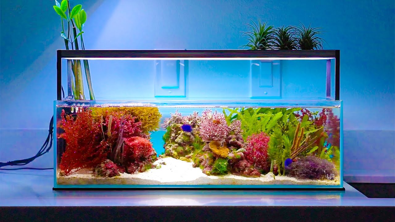 BEAUTIFUL Macroalgae Aquarium Setups 😍