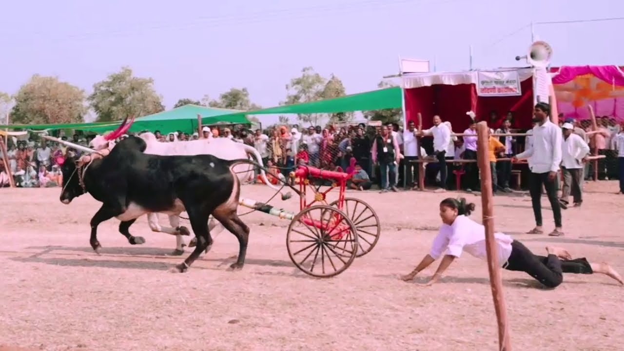 2026 चा तळेगाव दशासर चा पट  सर्वात जबरदस्त.🎉🎊😍