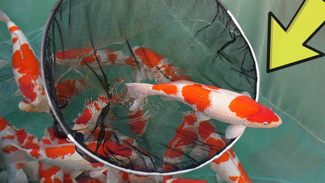 This Stops the Growth of your Fish in the Pond - checklist for Bigger Koi!