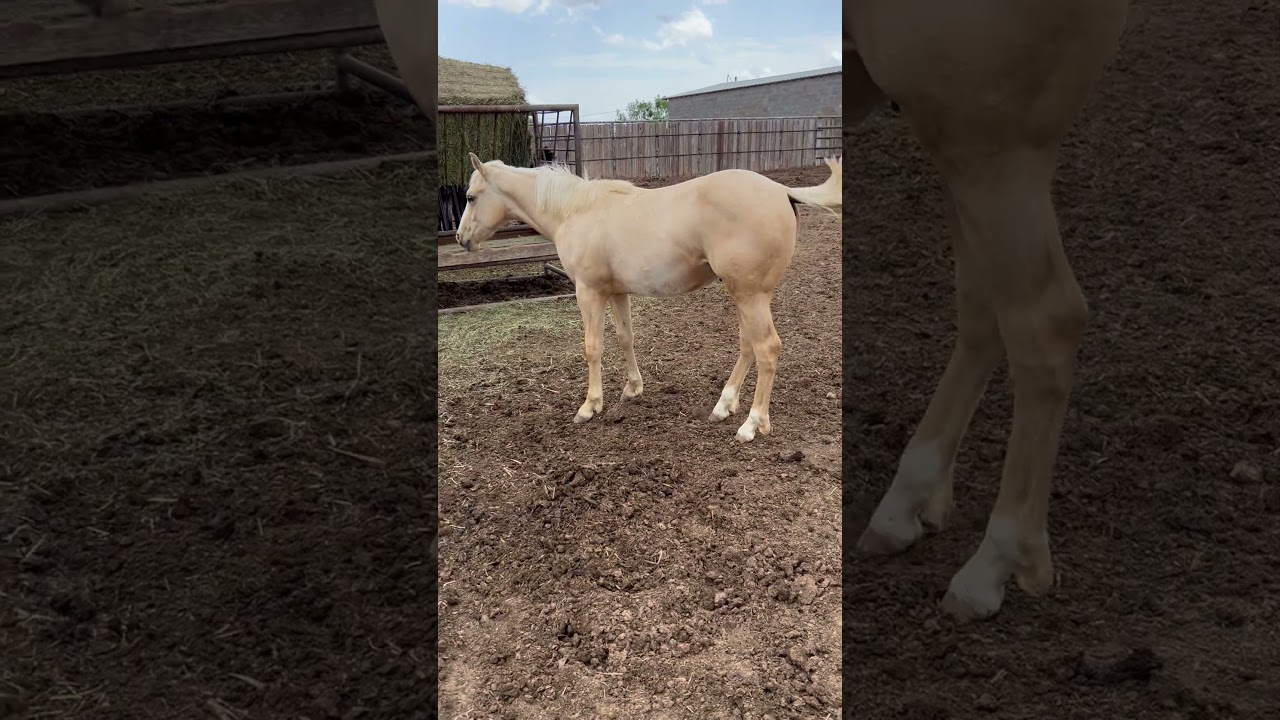 Seven Firewaterfame #23 (S) - stud colt 2024 IMG 1307