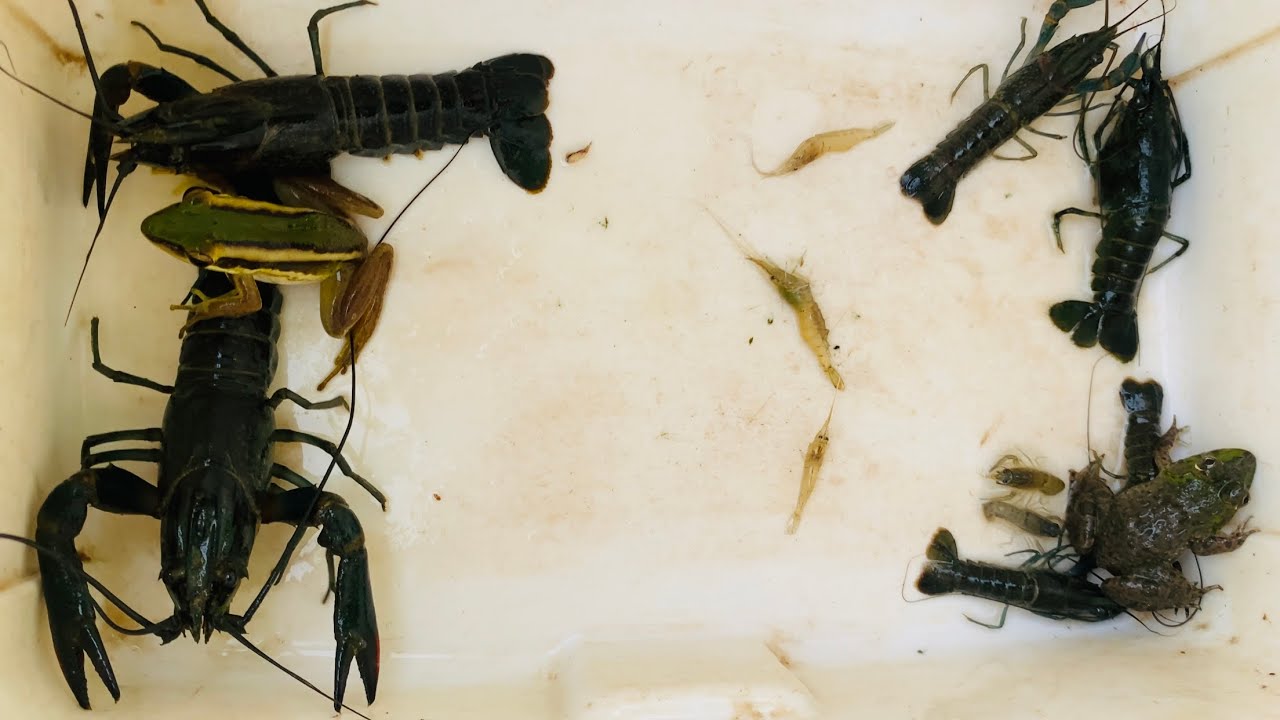 Catch Lobsters Frog Banana leaf 🦞🐸🐸