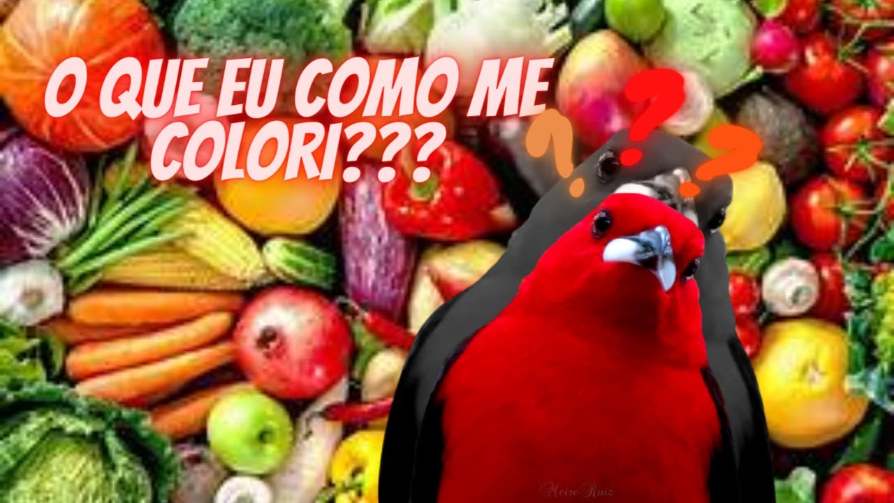 O segredo das cores nas aves...O vermelho do tiê sangue.