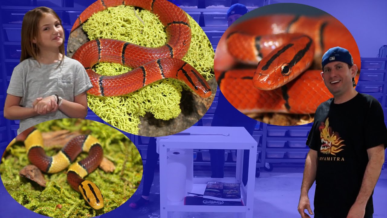 Beautiful Bamboo Rat Snakes - Porphyraceus Care with Matt Most!