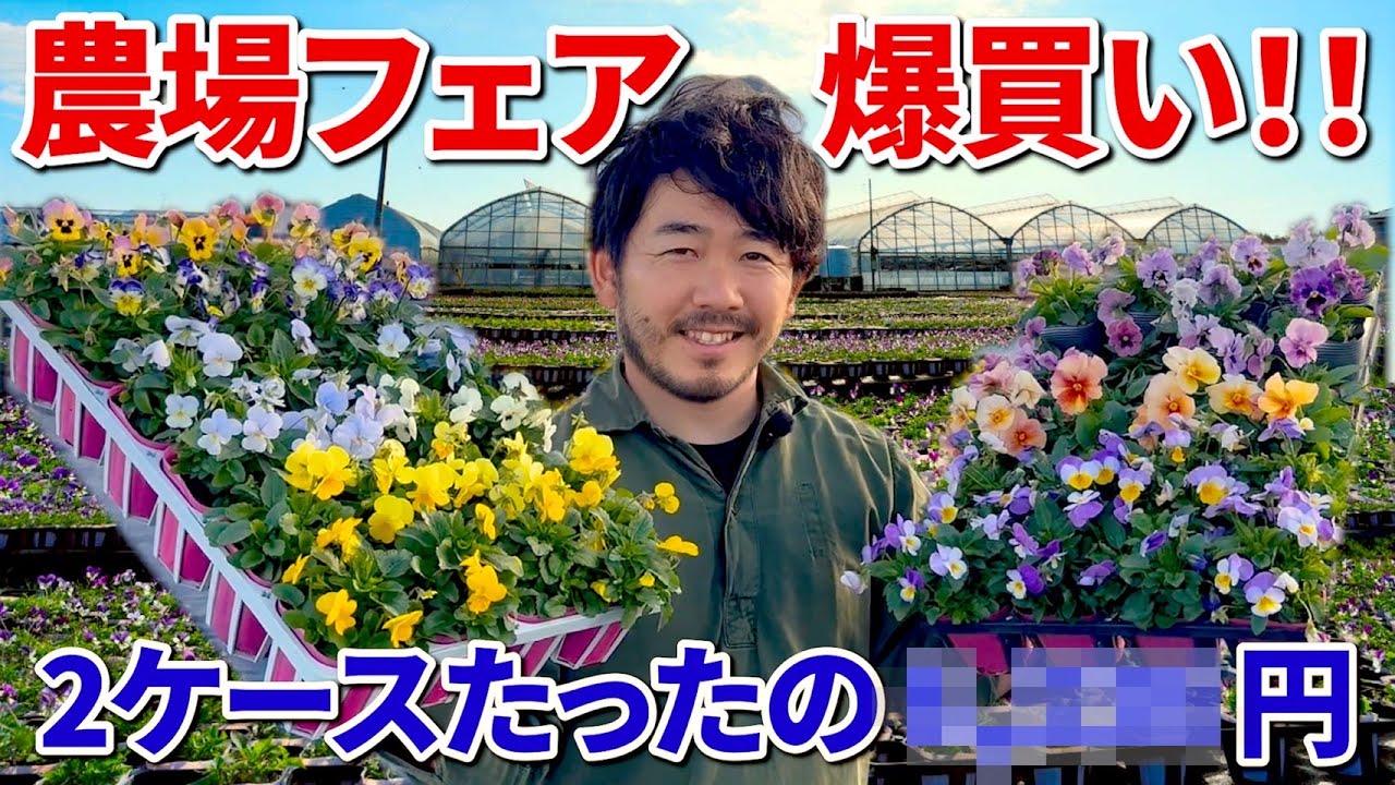 【見元園芸】農場開放フェアで爆買い！店長直伝パンジービオラの選び方！