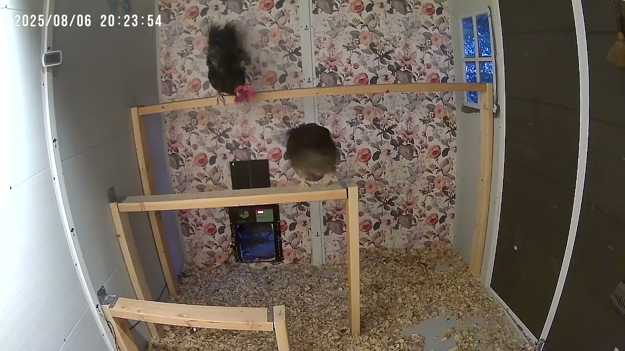 Bedtime Shenanigans 2025 08.06