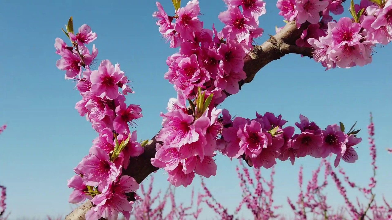 Aitona en flor - Campos de melocotones en flor desde el aire