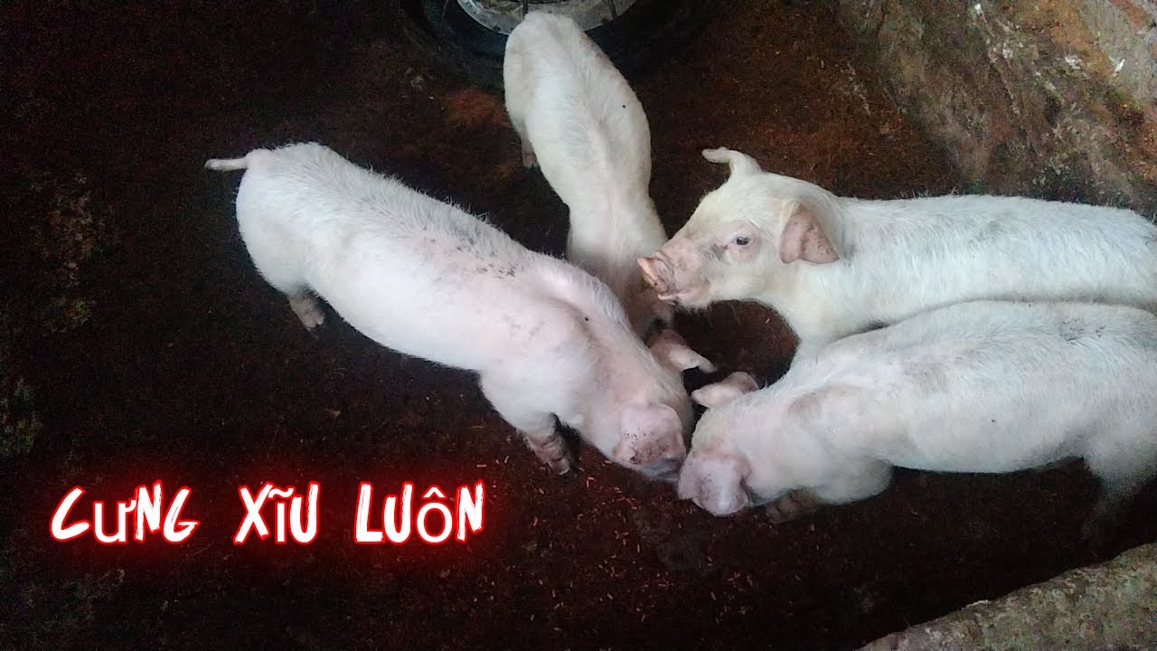 CHÍN ẺM ĐƯỢC TRÊN 1 THÁNG TUỔI RỒI NHÉ CÒN 4 BÉ KIA THÌ GIÀ LẮM RỒI |KIM THOA FAMILY