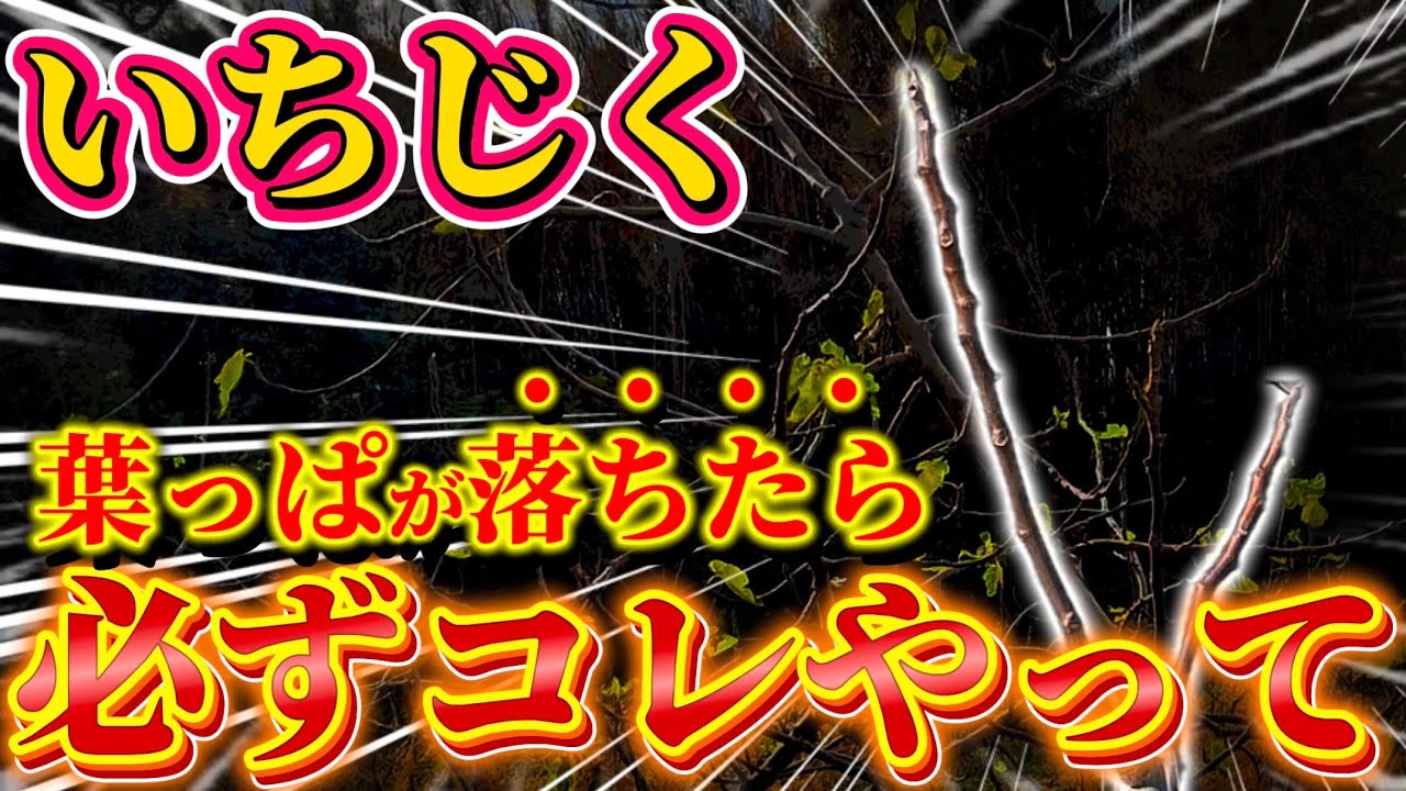 【いちじく】葉っぱが落ちたら必ずコレやって下さい！来年の為に必ずやって欲しいこと