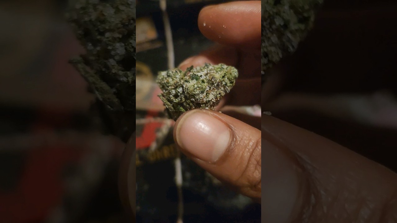*FROSTED BUD* 50 % THC (REVIEW) #fyp #shorts #marijuanareviews #thc #viral #entertainment #clips