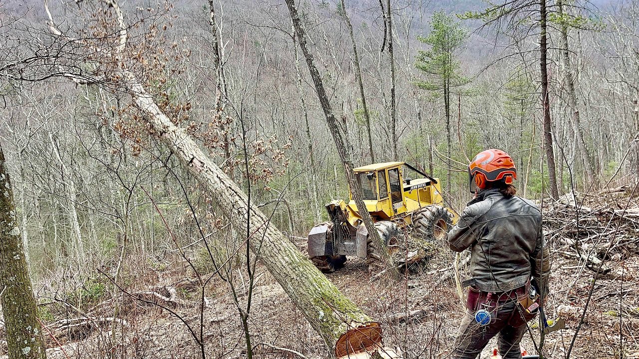 Logging Conditions in Pa Forests