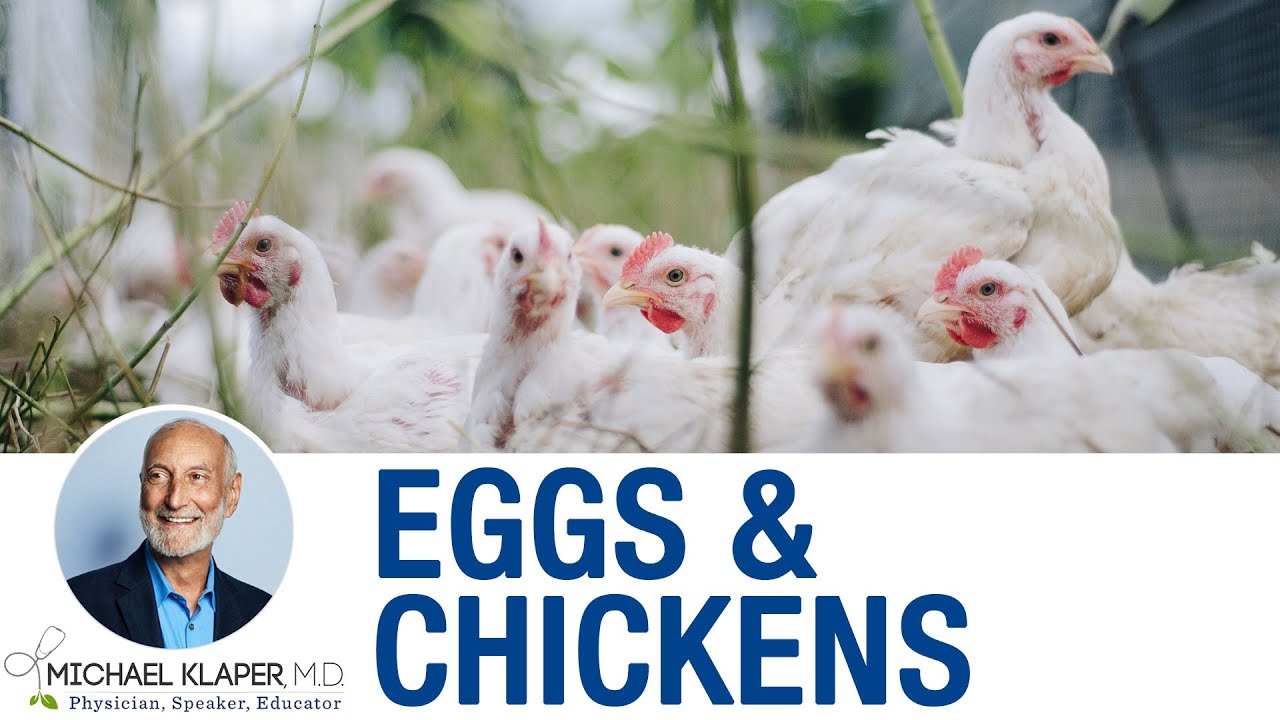 Eggs & Chickens - The Real Impact Of Eating Eggs