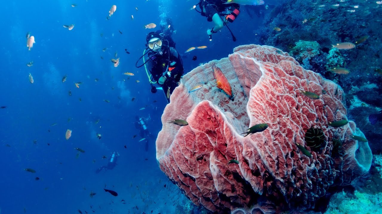 [2026 Similan Islands Scuba Diving MV] 我是一只鱼(I'm a fish) - 任贤齐(Ren Xian Qi)