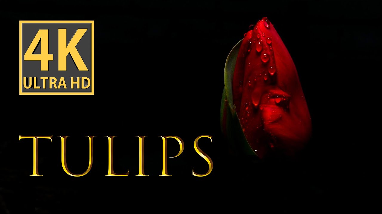 Tulips in 4K || Macro Photography of Tulips