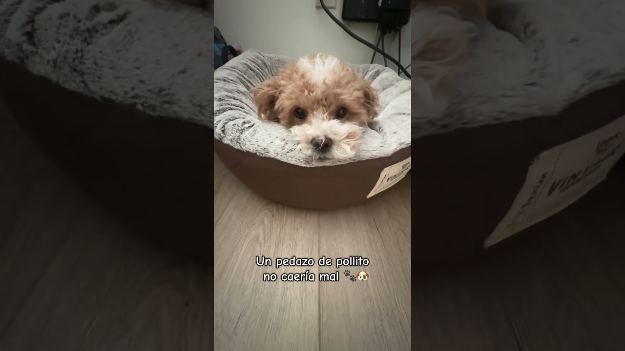 Me llamo cinnamon 