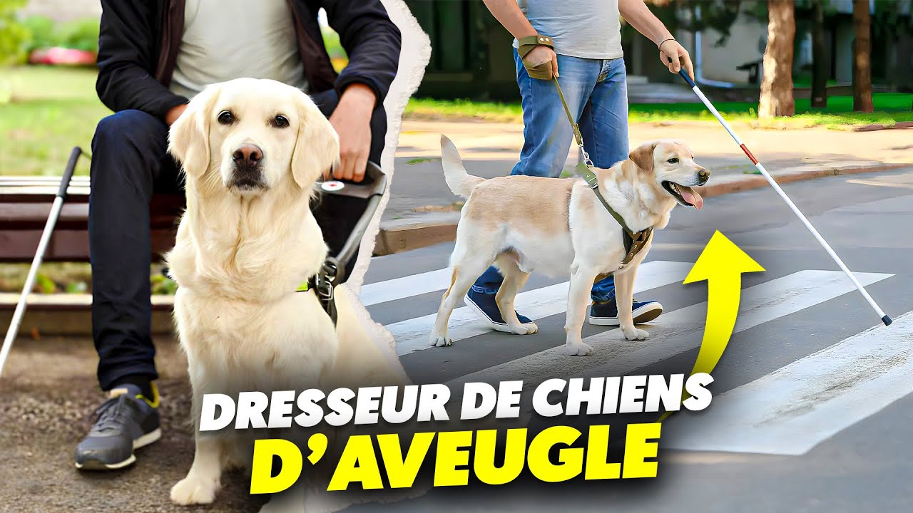 Un jour avec un dresseur de chiens guides d'aveugle | Curriculum