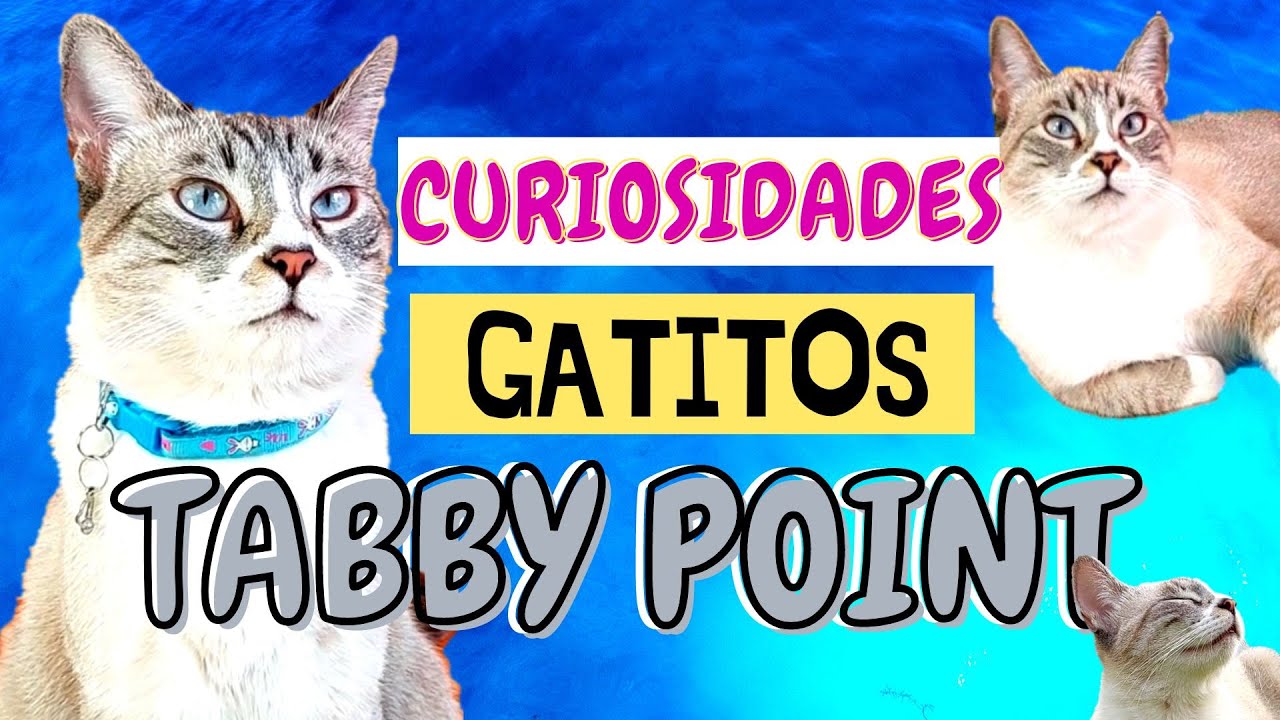 &iquest;Tienes un Gatito asi? Esto es TODO lo que tienes que saber! 😻🥰🐾 GatosTABBY POINT! 😻🤳