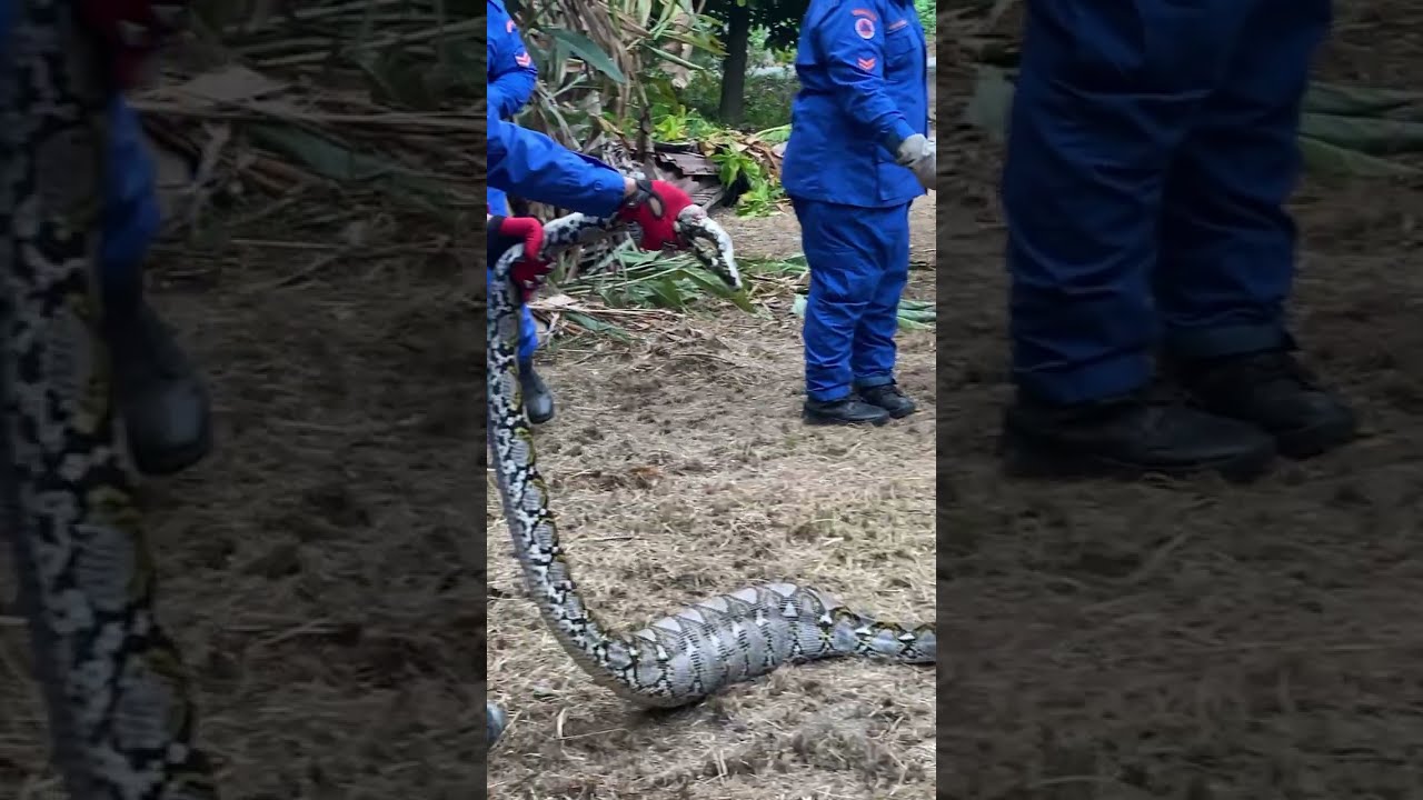 API MEREBAK KETIKA BAKAR LALANG! JUMPA ULAR SAWA BELAKANG RUMAH! 😱