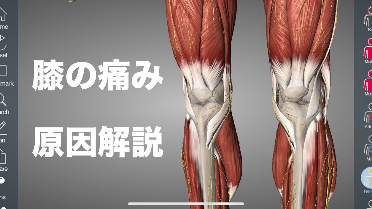 膝の痛みの原因をいろいろな角度から解説してみた