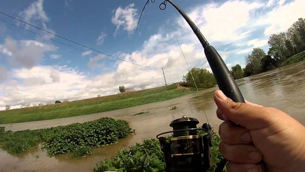 silure crue touche en direct  leurre souple