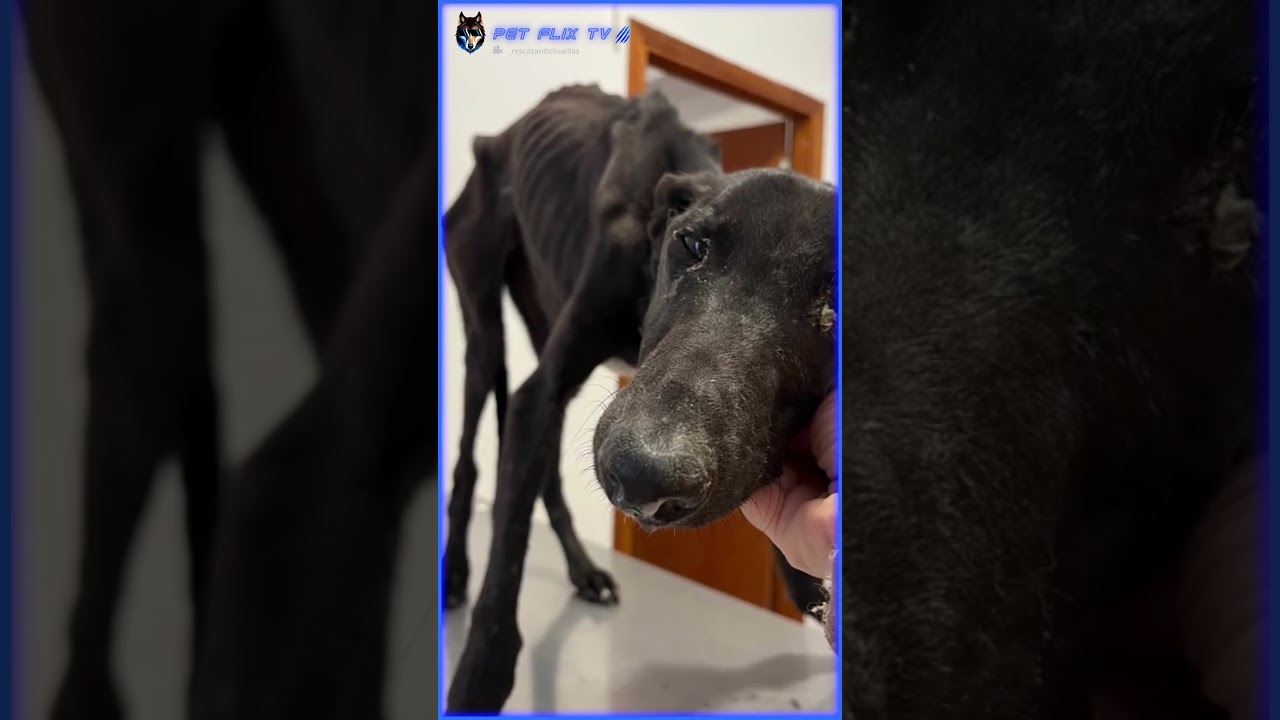 🐕Essa Mulher Mudou o Destino Desse Cachorro Abandonado