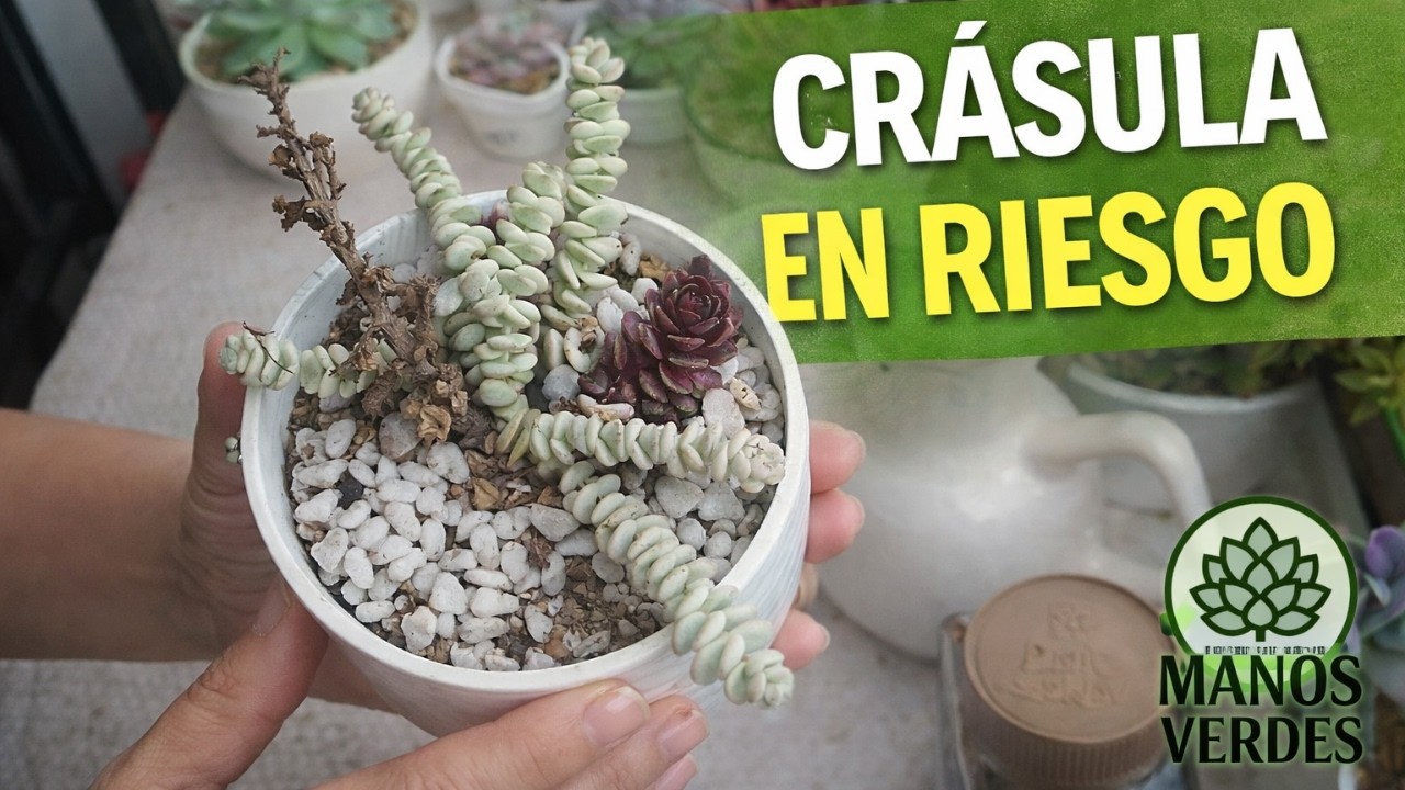 Crásula Dañada ❌ Así La Recuperé 🌱