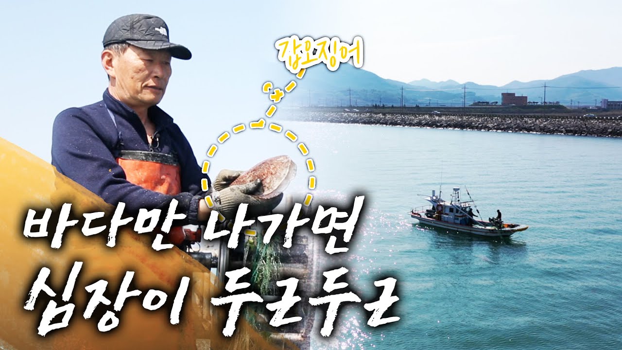 가난 때문에 바다에서 지낸 시간이 벌써 50년! 최선장과 그의 아내 이야기 #갑오징어 #사랑꾼