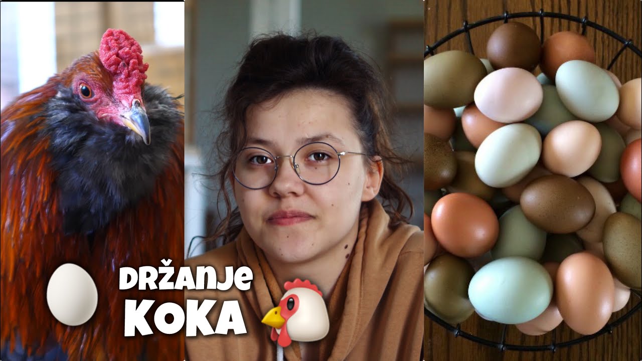 Malo istine iz mog dvori&scaron;ta! 🐔&Scaron;ta možda ne zna&scaron; o kokama?