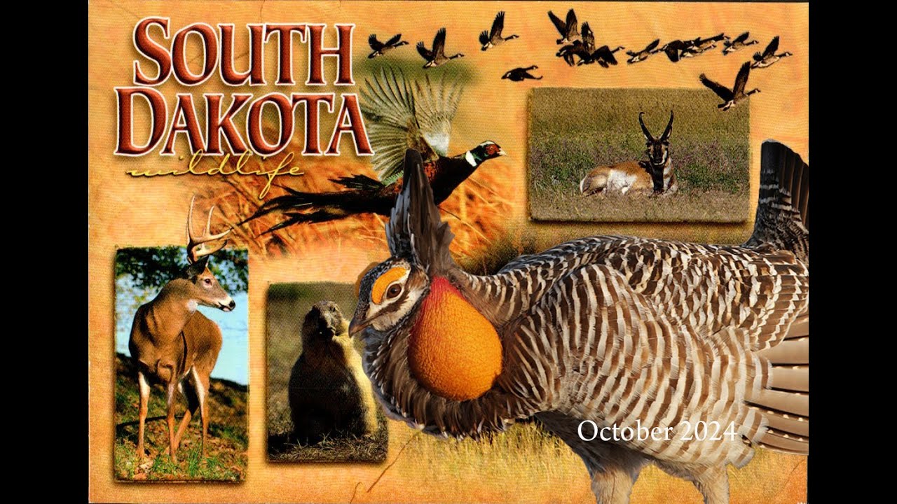 South Dakota Prairie Grouse Hunting with HHK - October 2024