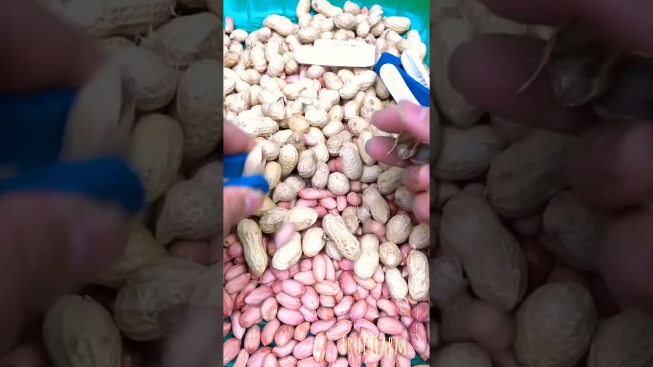 peanut cracking tool, hand cracking, dry fruits gadget #ytshorts #fruits #shots #fruitfarm