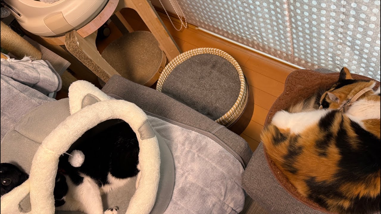 ちょこと気まぐれお昼寝💤ゲリラ猫配信！