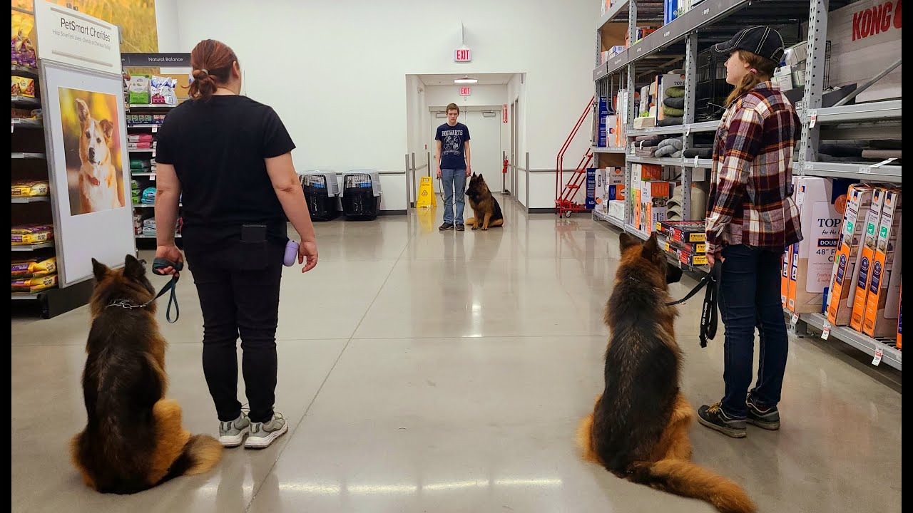 Group class: dog training exercises