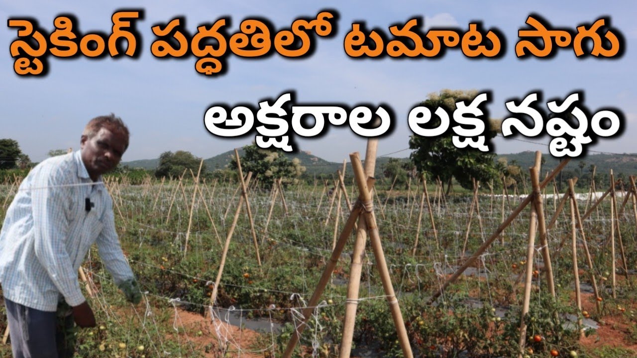 Staking tomato farming in Telugu/ నష్టం వస్తది అని చెప్పిన వినకుండా వేసిన