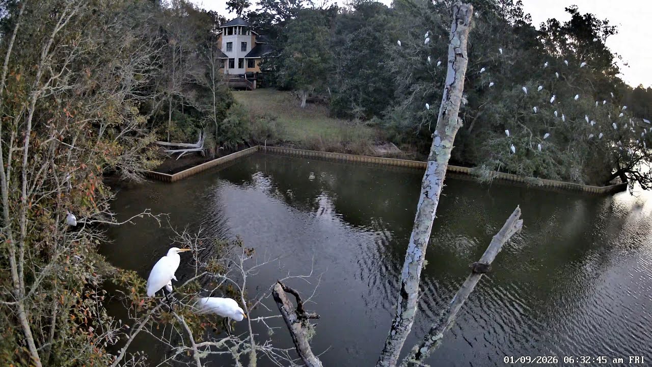 Morning Roost: January 9, 2026 – Inner Harbor, Ocean Springs, Mississippi